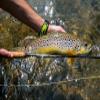 6 wt. 9'0" 4 pc. (FW) Blue Ribbon Rod view 2