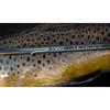 7 wt. 9'6" 4 pc. Legacy Rod view 3