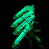 Lobo Lures SquidNation Billfish Edition Longtail Flippy Floppy Pakula Edition Marlin & Tuna Fishing Teaser Daisy Chain (LUMO Glow) view 4