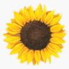 Sunflower Drawing Sticker Decal Vinyl Bumper Stickers Waterproof 5" view 1