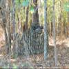Titan 3D Leafy Blind 5' x 8', Real Tree Edge Pattern view 3