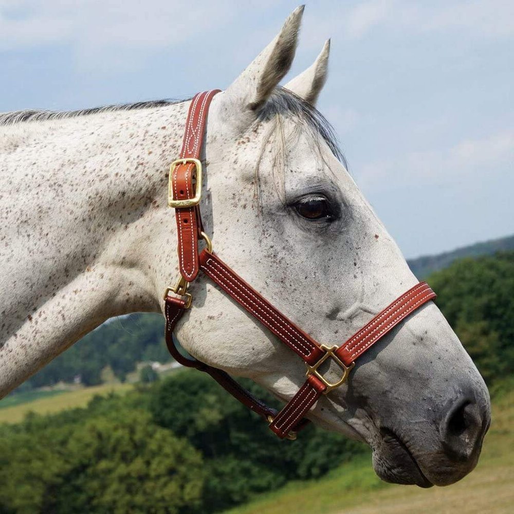 Saddles World Premium Triple Stitched Halter (Brown, COB)