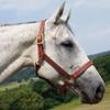 Saddles World Premium Triple Stitched Halter (Brown, COB) view 1