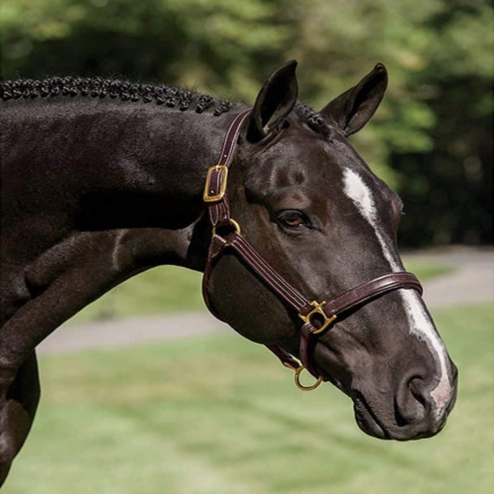 Saddlesworld Triple Stitched Brown Leather COB Size Horse Halter | Handcrafted Halter for Horses | Features a Rolled Throat with Snaps | Comes with Brass Look Hardware