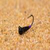 Region Fishing Tungsten Black/Purple Perdigon Jig Head Fly - Euro Nymph Tied on Hanak Hook - 6ct Packs (Hook #14) view 1