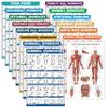 15 Pack - Exercise Poster Set, Dumbbell, Suspension, Kettlebell, Resistance Bands, Stretching, Bodyweight, Barbell, Yoga, Battle Rope, Exercise Ball, Muscular, Medicine Ball (LAMINATED, 18" x 24") view 1