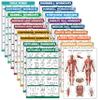 18 Pack - Exercise Poster Set, Dumbbell, Suspension, Kettlebell, Resistance Bands, Stretching, Bodyweight, Barbell, Battle Rope, Yoga, Exercise Ball, Muscular and More (LAMINATED, 18" x 24") view 1