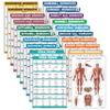 20 Pack - Exercise Poster Set, Dumbbell, Suspension, Battle Rope, Stretching, Bodyweight, Barbell, Yoga, Exercise Ball, Muscular, Kettlebell, Resistance Bands and More (LAMINATED, 18" x 24") view 1