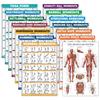 14 Pack - Exercise Poster Set, Dumbbell, Suspension, Kettlebell, Resistance Bands, Stretching, Muscular, Medicine Ball, Battle Rope, Bodyweight, Barbell, Yoga, Exercise Ball (LAMINATED, 18" x 24") view 1