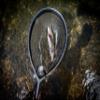 Frabill Floating Trout Net, 13" x 18", Black Finish, Fish Landing Net, Tangle-Free Micromesh Netting is Gentle on Fish, Comfortable Handle with Built-in Lanyard and Carabiner view 2