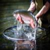Frabill Floating Trout Net, 13" x 18", Black Finish, Fish Landing Net, Tangle-Free Micromesh Netting is Gentle on Fish, Comfortable Handle with Built-in Lanyard and Carabiner view 3