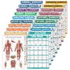 20 Pack - Exercise Workout Poster Set, Dumbbell, Suspension, Battle Rope, Stretching, Bodyweight, Barbell, Yoga, Exercise Ball, Kettlebell, Resistance Bands and More (PAPER - NOT LAMINATED, 18" x 24") view 1