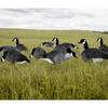 White Rock Printed Canada Goose Silhouette Decoys - 1 Dozen view 4