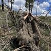 AUSCAMOTEK Ghillie Suit Poncho for Men Youth  Gilly Suit Cloak for Hunting Birdwatching Paintball Halloween Desert Camouflage view 3