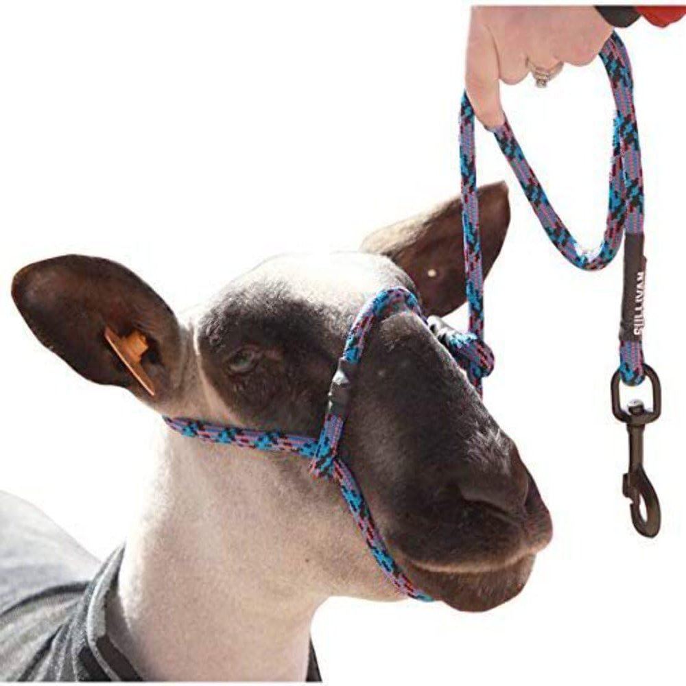 YBW Sheep Rope Halter with Snap Lead Blue Fusion (Blk Blu Pk)