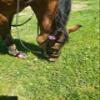 Grewal Equestrian Vogue Black Leather English Bridle Comes with Non-Slip Rubber Grip Reins (Cob) view 4