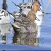 Avery GHG Greenhead Gear Pro Grade XD Series Pintail Duck Decoys - Harvester 6-Pack view 2