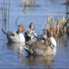 Avery GHG Greenhead Gear Pro Grade XD Series Pintail Duck Decoys - Harvester 6-Pack view 3