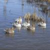 Avery GHG Greenhead Gear Pro Grade XD Series Pintail Duck Decoys - Harvester 6-Pack view 4