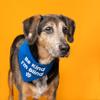 Be Kind I'm Blind Dog Bandana | 100% Adjustable Cotton Triangle | Made in USA | Blind | Impaired | Vision Loss Accessory | Warning | Orange, One Size (352) view 2