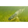 Cortland Tarpon Fly Line (WF7F) view 4