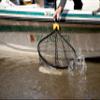 Frabill Conservation Slide Handle Net | Teardrop Hoop Size: 17" X 19" | Sliding Handle: 36" | Netting: Tangle-Free Micromesh | Net Depth: 16" view 2