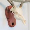 TTW Cedar Deer Track Skull Mount view 1