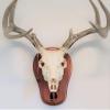 TTW Cedar Deer Track Skull Mount view 3