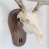 Taxidermists Woodshop Black Walnut Deer Track Skull Mount Wall Art view 1