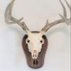 Taxidermists Woodshop Black Walnut Deer Track Skull Mount Wall Art view 3