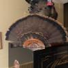 donlaz Premium Shot Shell Turkey Fan Mount (1) Large Sized Trophy Fan Display plaque kit Copper for a Real Shot Shell Look, by Far The Best Looking Turkey Mounts, Sleek Clean Look view 4