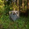 Primos Hunting DoubleBull 2-Panel Stakeout Blind with 3 Shoot Through Ports in Mossy Oak Greenleaf Camo view 3