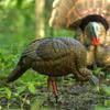 Avian-X HDR Feeding Hen Turkey Decoy view 4