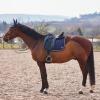 B Vertigo Zurich Quilted Quick-Dry Dust-Resistant Dressage Saddle Pad - Dark Navy - Horse view 3