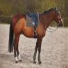 HORZE Marquess Quilted Quick-Dry Dressage Saddle Pad with Crystal Trim - Walnut - Horse view 4