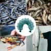 BESPORTBLE Folded Fish Trap Folded Fishing Net Crab Trap Crawfish Lobster Shrimp Cast Fishing Nets Portable Folded Fishing Accessories 2.1m Fishing Cast Net view 3