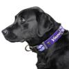 Littlearth NFL Minnesota Vikings Pet Premium Collar, Team Color, Small view 2