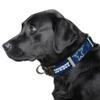 Littlearth NFL Dallas Cowboys Pet Premium Collar, Team Color, Medium view 2