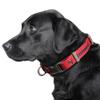 Littlearth NFL Tampa Bay Buccaneers Pet Premium Collar, Team Color, Large view 2
