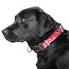 Littlearth NFL Arizona Cardinals Pet Premium Collar, Team Color, Medium view 2