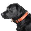 Littlearth NFL Miami Dolphins Pet Premium Collar, Team Color, Small view 2