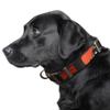 Littlearth NFL Cleveland Browns Pet Premium Collar, Team Color, Small view 2