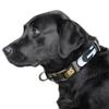 Littlearth NFL Green Bay Packers Pet Premium Collar, Team Color, Small view 2