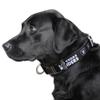 Littlearth NFL Las Vegas Raiders Pet Premium Collar, Team Color, Large view 2