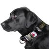 Littlearth NFL Pittsburgh Steelers Pet Premium Collar, Team Color, Small view 2