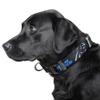 Littlearth NFL Carolina Panthers Pet Premium Collar, Team Color, Small view 2