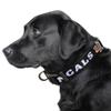 Littlearth NFL Cincinnati Bengals Pet Premium Collar, Team Color, Medium view 2