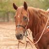 Martin Saddlery Nylon Double Rope Noseband view 2