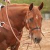 Martin Saddlery Nylon Double Rope Noseband view 3
