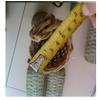 Bamboo Woven Long Baskets, Strip Cages, Outdoor Fishing Baskets, Bamboo Products Fishing Gear, Basket Fishing Gear, 65cm Height-1 Pack view 2